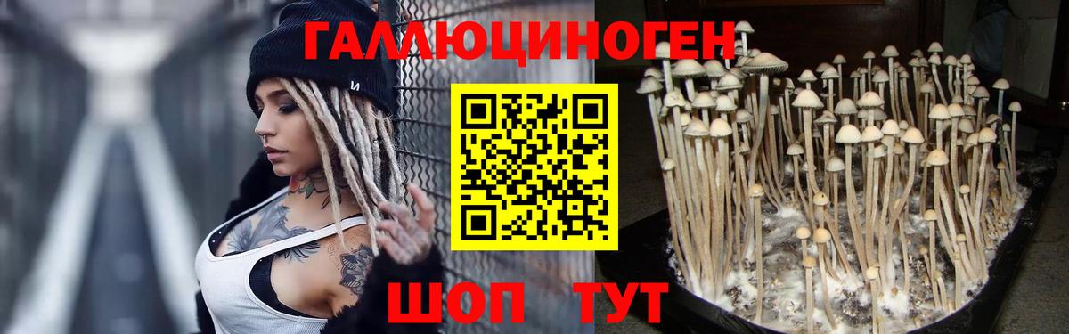 Канск  Псилоцибиновые грибы Cubensis  Вход с VPN 